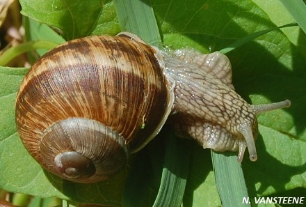 Cornu aspersum